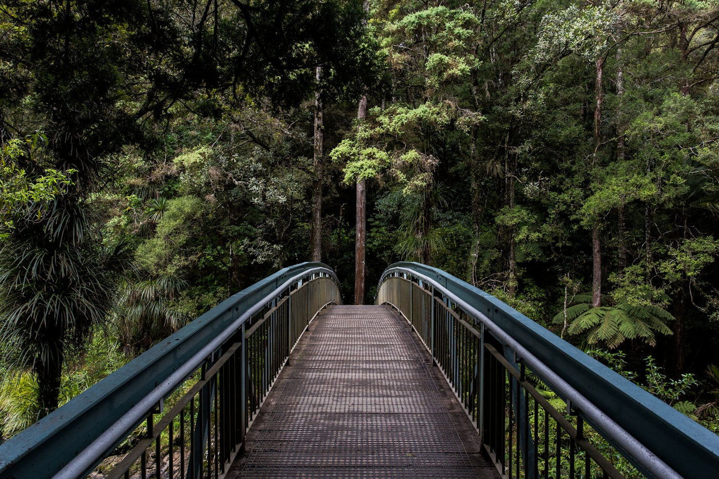 Wooden footbridge through a green forest, nature and wellbeing