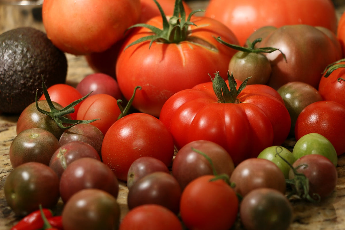 Fresh tomatoes on a rack